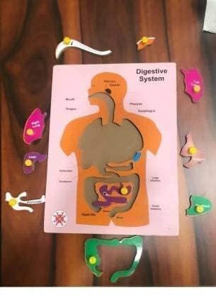 Wooden Human Digestive System Puzzle with Knob