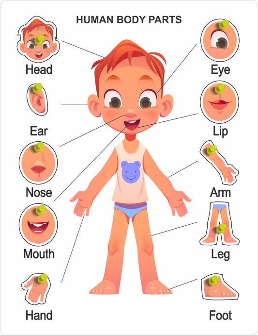 Kids Educational Learn Body Part Puzzle | Educational kids Activity