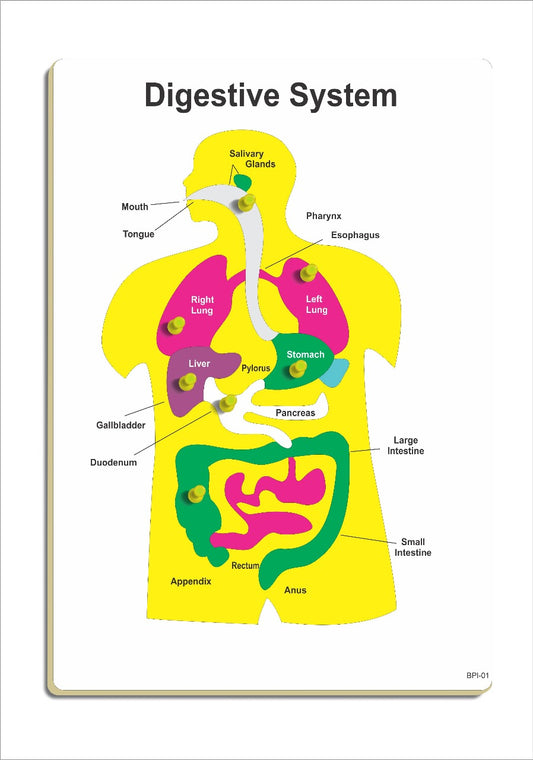 Wooden Human Digestive System Puzzle with Knob